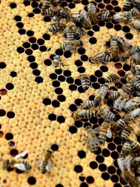 pszczoły na klastrze miodu