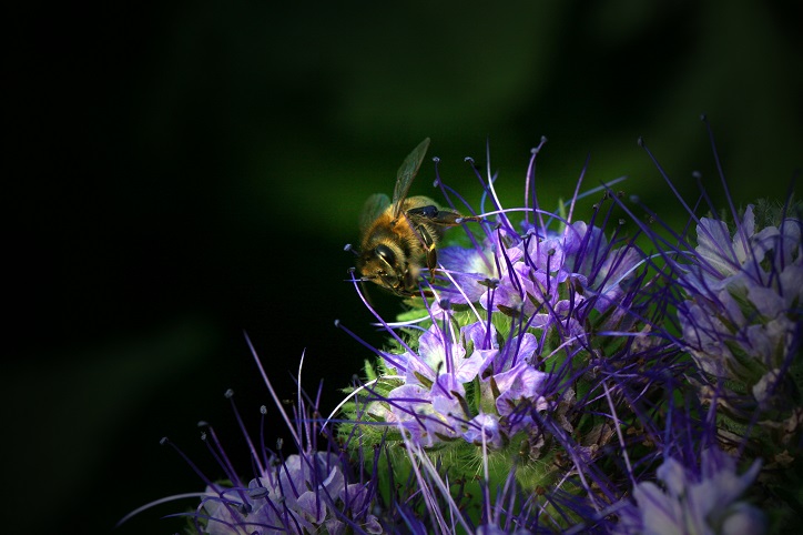 pszczoła na kwiecie facelii